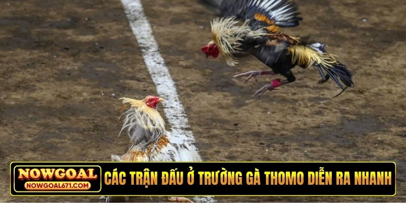 Các trận đấu ở trường gà Thomo diễn ra nhanh chóng